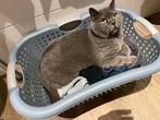 VERMIST LOCHEM sinds 16-06 Brits korthaar, Dieren en Toebehoren, Kater, Ontwormd, 6 jaar of ouder