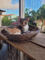 Yuki & Bobby zoeken dringend een thuis  ️, Dieren en Toebehoren, Katten en Kittens | Raskatten | Korthaar, Meerdere dieren, Gechipt