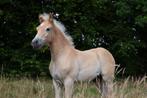 Hengstveulens Halflinger, Dieren en Toebehoren, Paarden, Minder dan 160 cm, Niet van toepassing, 0 tot 2 jaar, Hengst