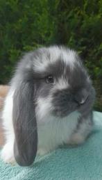 Raszuivere Franse hangoor konijnen, Dieren en Toebehoren, Konijnen, Meerdere dieren, Groot, Hangoor