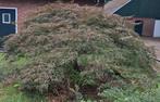 Japanse esdoorn, roodkleurend, Tuin en Terras, Planten | Bomen, Bloeit niet, Halfschaduw, 100 tot 250 cm, Overige soorten