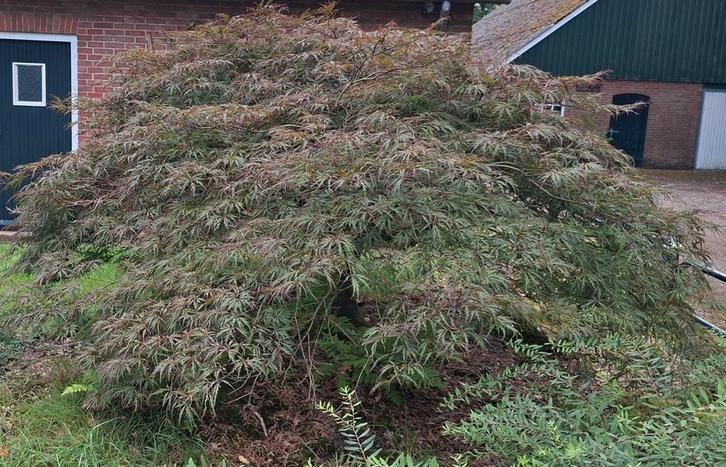 Japanse esdoorn, roodkleurend, Tuin en Terras, Planten | Bomen, Overige soorten, 100 tot 250 cm, Halfschaduw, Bloeit niet, Ophalen of Verzenden