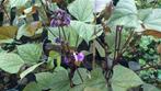 Lablab plant, Volle zon, Eenjarig, Zomer, Ophalen