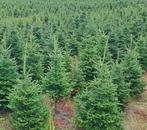 Kerstbomen Fraserie/nordman in Pot 40 cm - 110 cm, Tuin en Terras, Planten | Bomen, Overige soorten, Minder dan 100 cm, Zomer