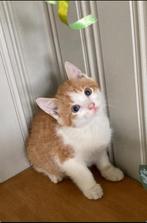 Kittens vrouwtje/ mannetjes, Dieren en Toebehoren, Meerdere dieren