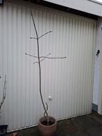 Rode Kastanje Boom, Ophalen, Halfschaduw, Overige soorten