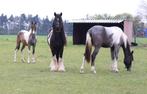 2 Jaarige Hengst, Dieren en Toebehoren, Paarden, Dressuurpaard, 0 tot 2 jaar, Hengst, 160 tot 165 cm