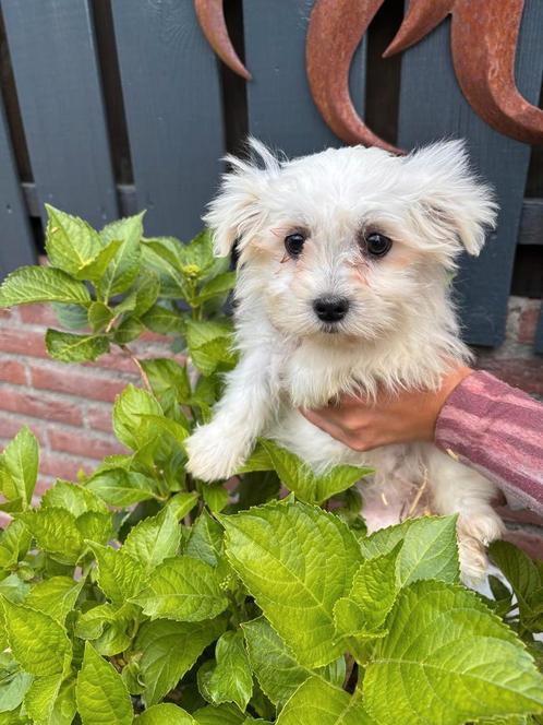 Boomer pup teefje, Dieren en Toebehoren, Honden | Chihuahua's en Gezelschapshonden, Meerdere dieren, Overige rassen, Particulier