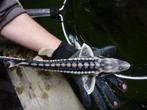 Diamantsteur, zeelt, goud en blauwe winde, graskarper, koi, Karper of Koi