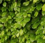 Fagus sylvatica (groene beuk) en carpinus betulus, Ophalen of Verzenden, Beukenhaag, 100 tot 250 cm