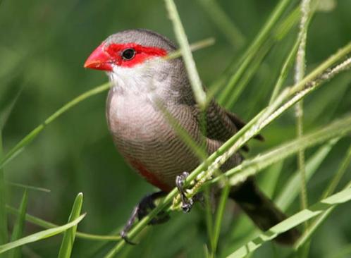 Sint Helenafazantjes, Dieren en Toebehoren, Vogels | Overige Vogels, Tropenvogel, Meerdere dieren