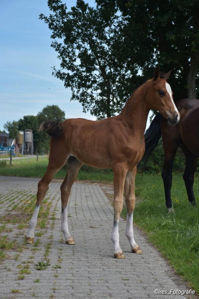 Tekoop: Gelders Merrie Veulen, Dieren en Toebehoren, Paarden, Merrie, 165 tot 170 cm, 0 tot 2 jaar, Dressuurpaard, Met stamboom
