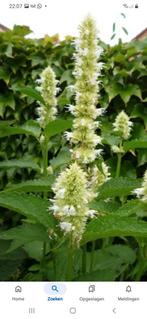 Agastache  alabaster of dropplant, Volle zon, Vaste plant, Zomer, Ophalen