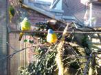 Turquoisineparkieten, Dieren en Toebehoren, Vogels | Kanaries, Meerdere dieren, Kleurkanarie