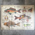 Vintage dubbelzijdige schoolposter vissen en amfibieën Hebri, Ophalen of Verzenden, Natuur en Biologie