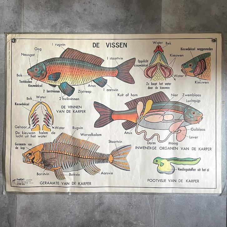 Vintage dubbelzijdige schoolposter vissen en amfibieën Hebri, Antiek en Kunst, Antiek | Schoolplaten, Natuur en Biologie, Ophalen of Verzenden