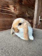 Lieve NHD konijntjes te koop, Dieren en Toebehoren, Meerdere dieren, Dwerg, Hangoor, 0 tot 2 jaar
