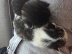 2 hele lieve poezen, Dieren en Toebehoren, Katten en Kittens | Overige Katten, Poes