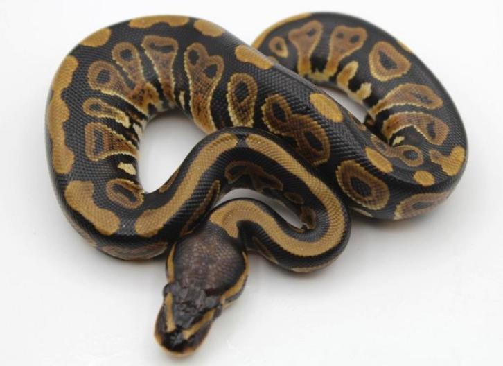 Koningspython vrouw DH Clown Ultramel