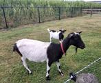 Melkgeit, Dieren en Toebehoren, Schapen, Geiten en Varkens, Meerdere dieren, Geit
