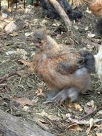 Haantje zijdehoenders, Dieren en Toebehoren, Pluimvee, Mannelijk, Kip