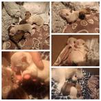 Dwergkees pups, Dieren en Toebehoren, Honden | Poolhonden, Keeshonden en Oertypen, Keeshond, 8 tot 15 weken, Meerdere, Meerdere dieren