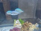 Chromis viridis, Vis, Zoutwatervis