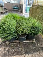 Grote taxus bollen 50/60 minimaal nieuwe super prij s 29,50, Tuin en Terras, Ophalen, Taxus, Minder dan 100 cm