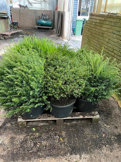 Grote taxus bollen 50/60 minimaal nieuwe super prij s 29,50, Tuin en Terras, Planten | Struiken en Hagen, Taxus, Minder dan 100 cm