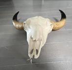 Schedel met hoorns, Verzamelen, Dierenverzamelingen, Ophalen of Verzenden, Zo goed als nieuw, Schedel