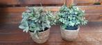 IKEA plantjes 2 stuks met rieten potjes., Ophalen, Zo goed als nieuw