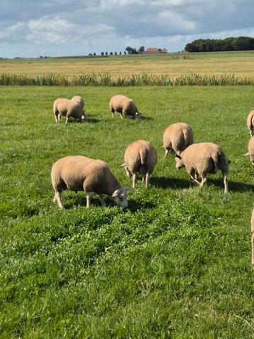 Dekrammen boeren/engelse texelaar beschikbaar voor biedingen
