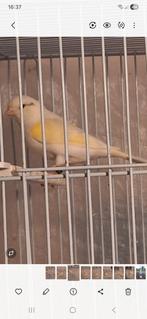 Tekoop jonge kanaries en met kooi  35,00 €, Dieren en Toebehoren, Vogels | Kanaries, Meerdere dieren, Kleurkanarie