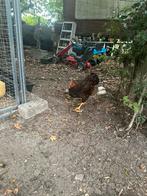 Mooie haan 5 maanden oud, Dieren en Toebehoren, Pluimvee, Mannelijk, Kip