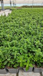 Hypericum Calycinum - Hertshooi - 9cm pot, Ophalen of Verzenden, Vaste plant, Overige soorten, Volle zon