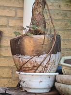 Ficus Bonsai, Ficus, In pot, Minder dan 100 cm, Groene kamerplant