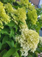 Hydrangea paniculata lime Light pluimhortensia, Ophalen of Verzenden, Zomer, Overige soorten, Halfschaduw