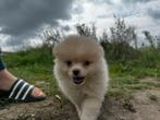 Pomeriaan pup, Dieren en Toebehoren, Particulier, 8 tot 15 weken, Buitenland, Teef