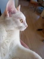Gratis Europese korthaar poes, Dieren en Toebehoren, Katten en Kittens | Raskatten | Korthaar, Poes, 0 tot 2 jaar