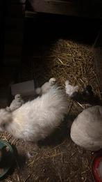 4 mooie usa zijdehoeder kuikens, Dieren en Toebehoren, Pluimvee, Geslacht onbekend, Kip