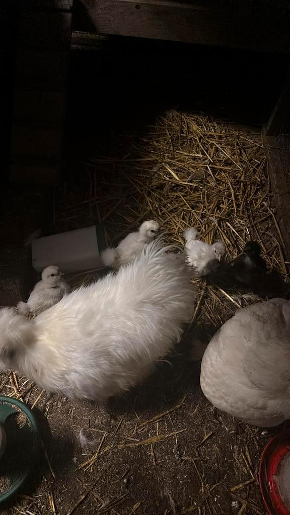 4 mooie usa zijdehoeder kuikens, Dieren en Toebehoren, Pluimvee, Kip, Geslacht onbekend