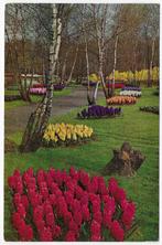 Keukenhof Lisse Gelopen Ansichtkaart ( B4242 ), Ophalen of Verzenden, 1980 tot heden, Gelopen