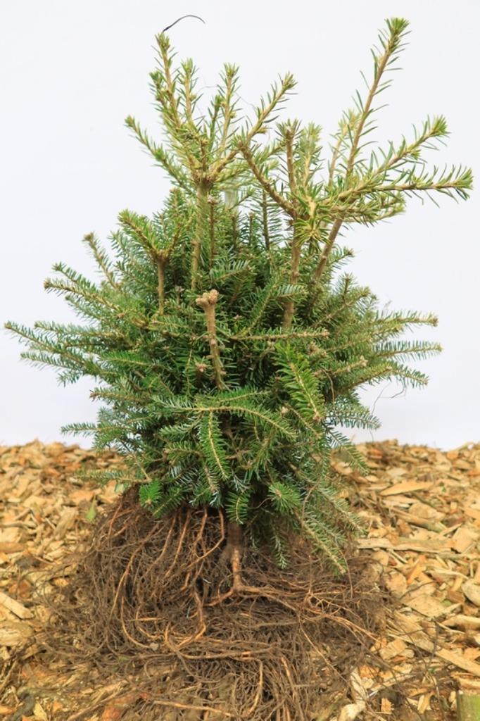 Goedkope coniferen, dennen, sparren, conifeer, den, spar, Tuin en Terras, Planten | Bomen, Overige soorten, Halfschaduw, Bloeit niet