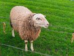 Swifter Stamboek dekram, Vrouwelijk, Schaap, 0 tot 2 jaar