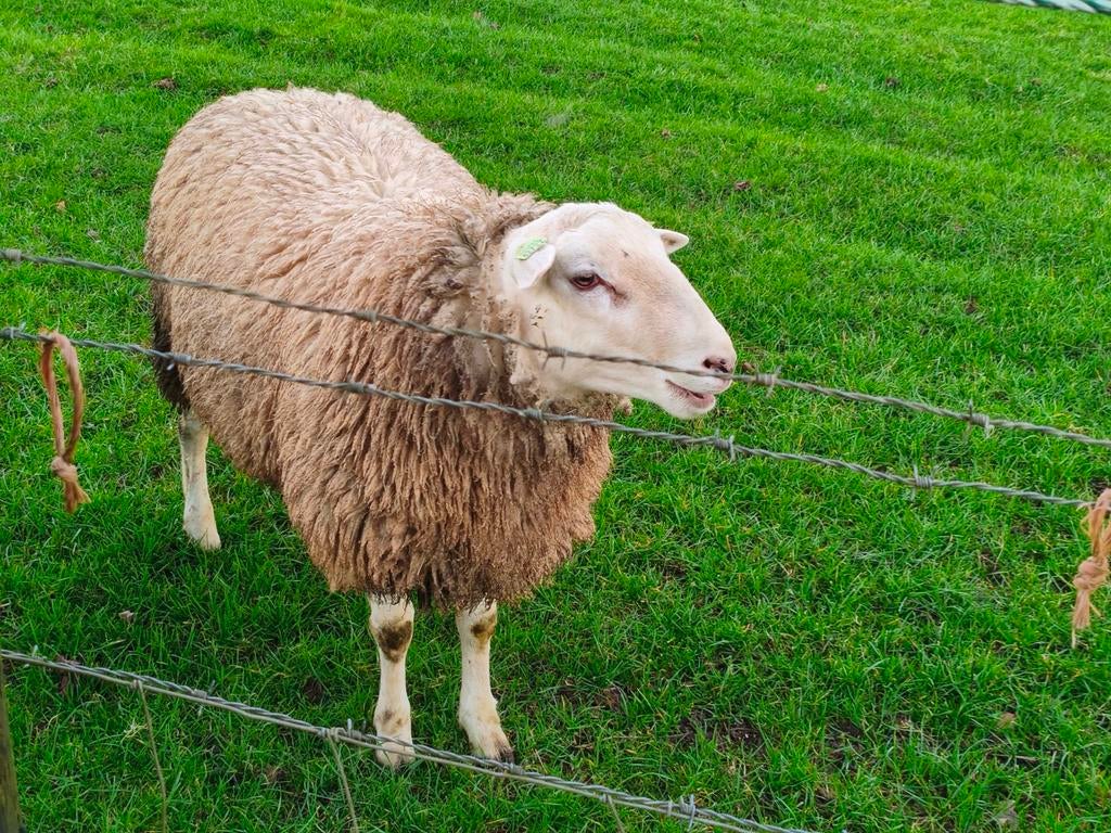 Swifter Stamboek dekram, Dieren en Toebehoren, Schapen, Geiten en Varkens, Schaap, Vrouwelijk, 0 tot 2 jaar