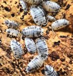 Porcellio Laevis "Panda diary cow" isopods pissebedden, Overige soorten