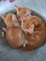 Kittens, Meerdere dieren, Kortharig, 0 tot 2 jaar