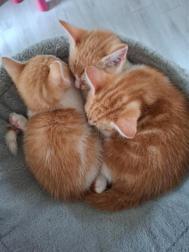 Kittens, Dieren en Toebehoren, Katten en Kittens | Overige Katten, Kortharig, Meerdere dieren, 0 tot 2 jaar