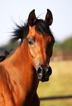 Arabisch volbloed hengst, Dieren en Toebehoren, Paarden, Minder dan 160 cm, Gechipt, Niet van toepassing, 0 tot 2 jaar