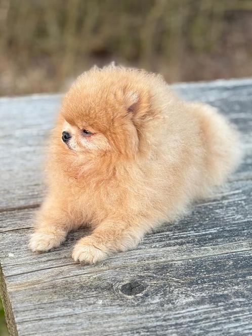 DEKREU Pomeriaan BearFace getest met FCI, Dieren en Toebehoren, Honden | Dekreuen, Reu, Fokker | Hobbymatig, Eén hond, Nederland